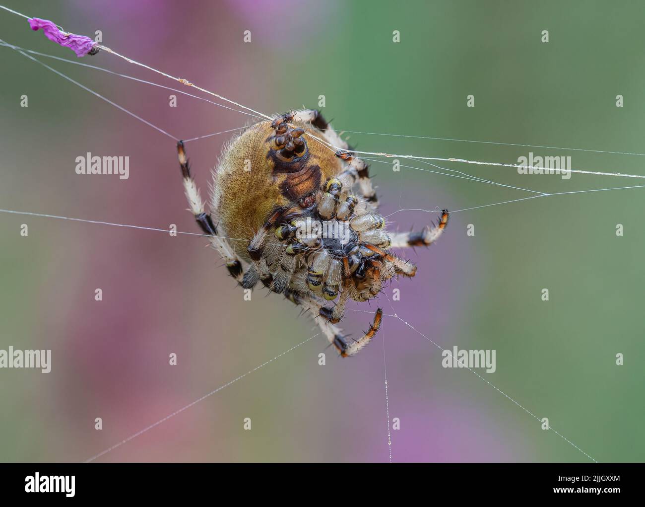 Primer plano de una araña de cuatro esferas (Araneus Quatratus) que muestra detalles de los equipos de fabricación de redes, las espinretas y la tela de seda de arañas. Suffolk . Foto de stock