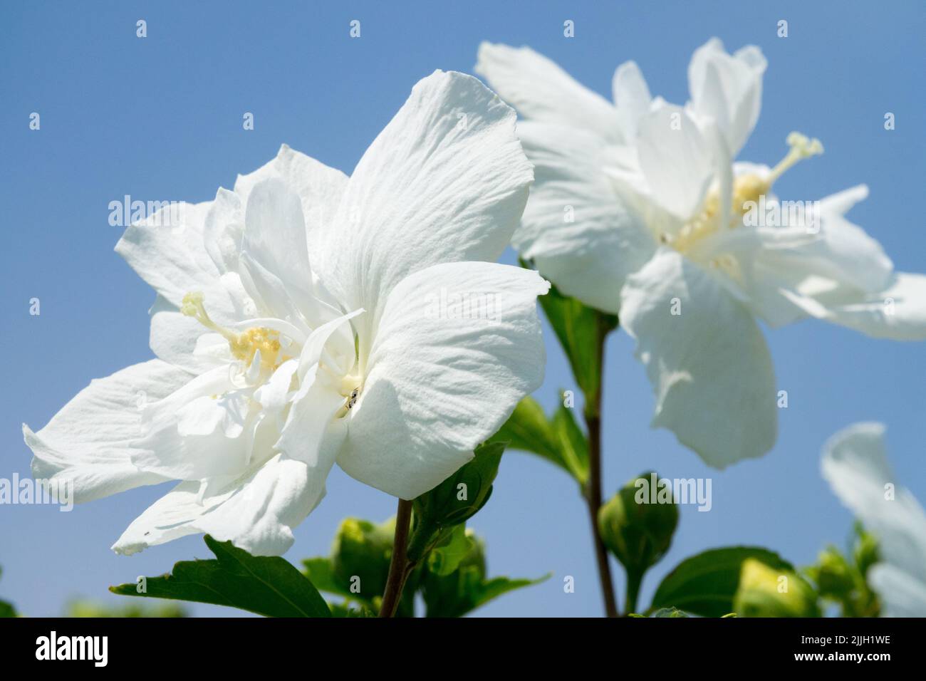 Hermoso, Blanco, Flores, Rosas de Sharon, Hibiscus, Flor, Hibiscus syriacus 'Diana', Flor Foto de stock