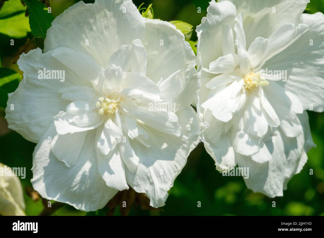 Blanco, Rosas de Sharon, Hibiscus Totus Albus, Hibiscus, Flores, Verano, Floración, Rubio Foto de stock