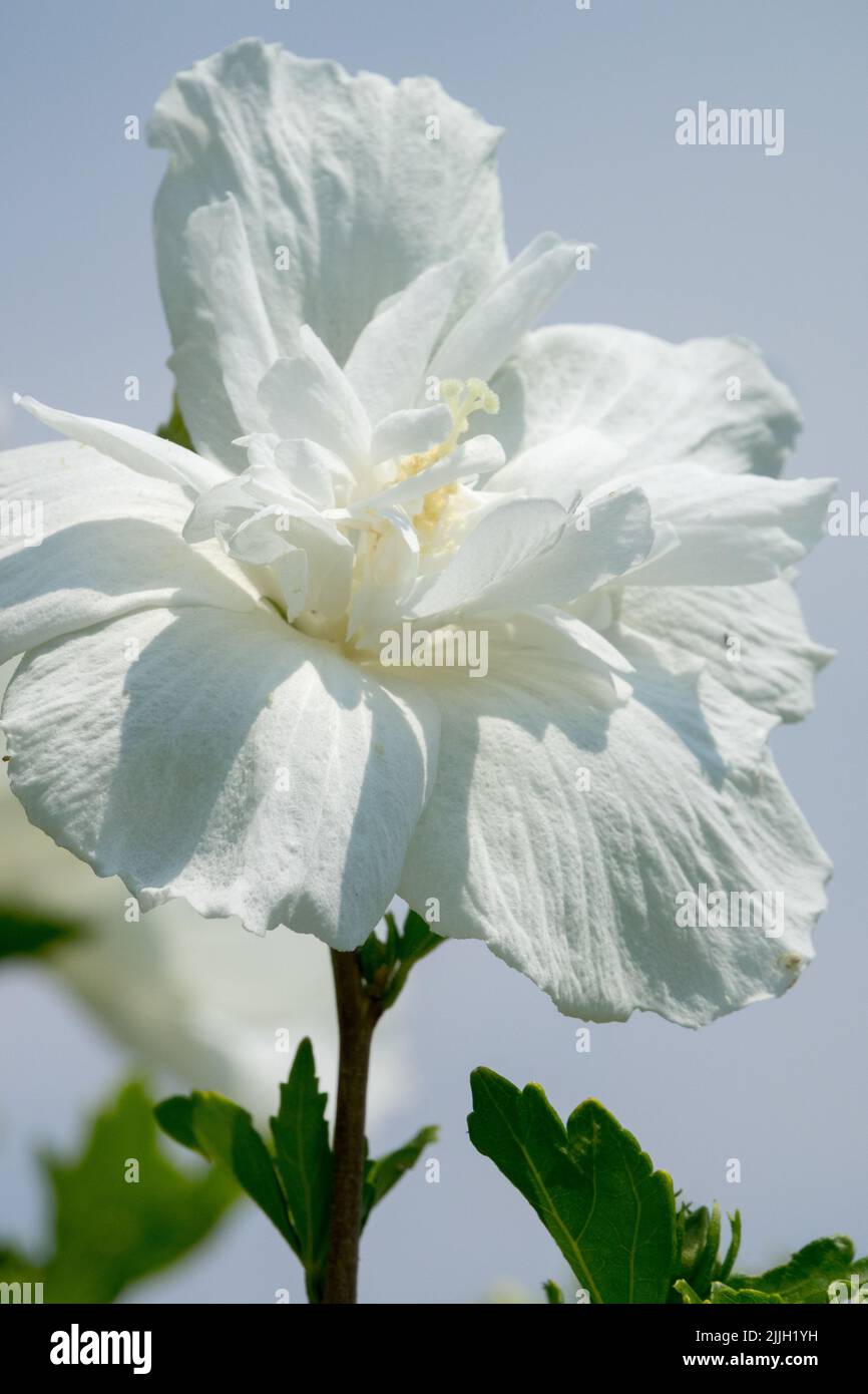 Retrato blanco de la flor de la planta Foto de stock