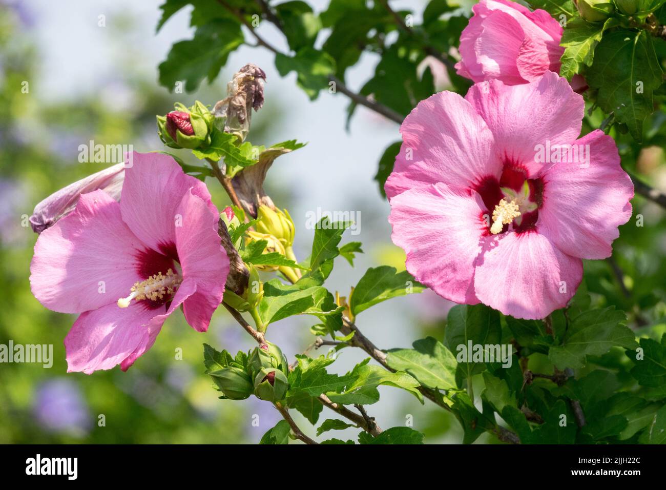 Floración, Shrubby, Hibiscus Afrodita, Rosa, Hibiscus syriacus, Rosas de la flor de Sharon Foto de stock