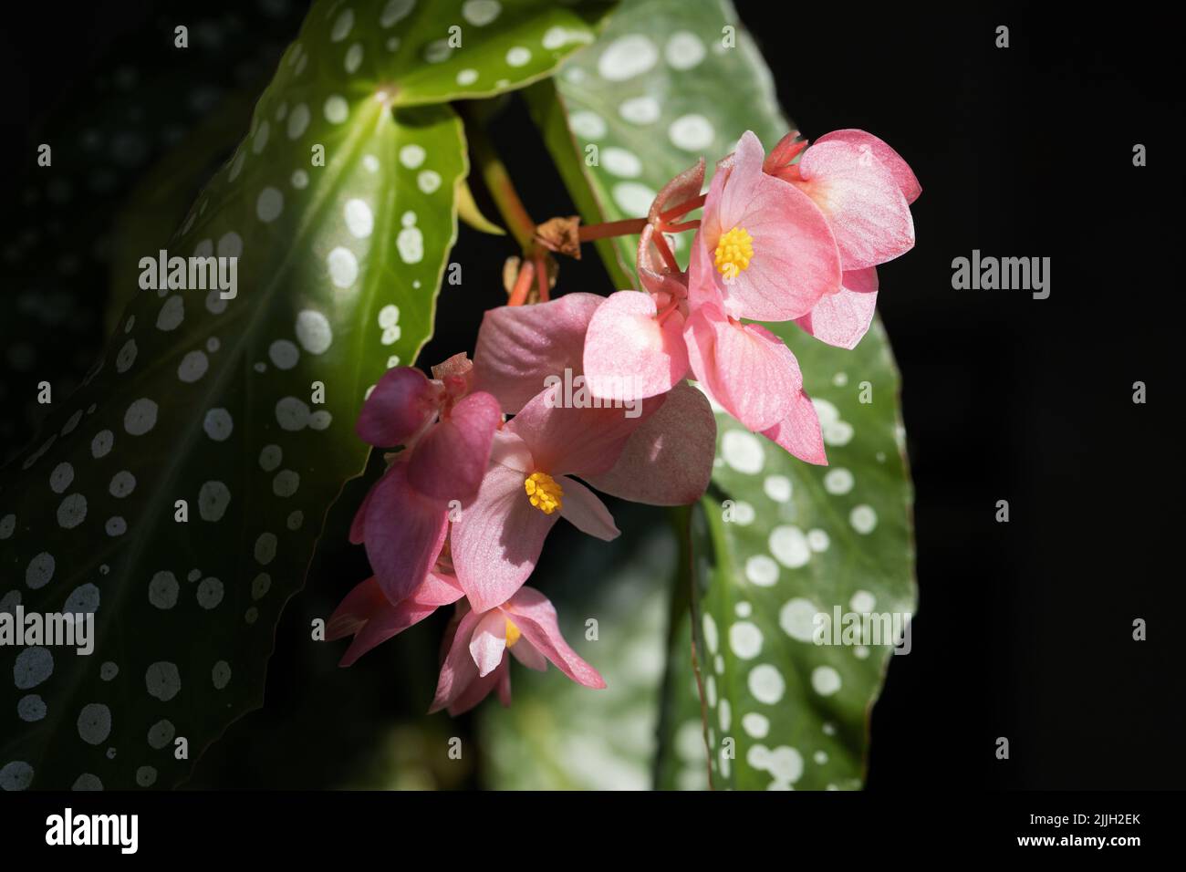 Primer plano de las flores en una begonia 'ángel especial' planta. Foto de stock