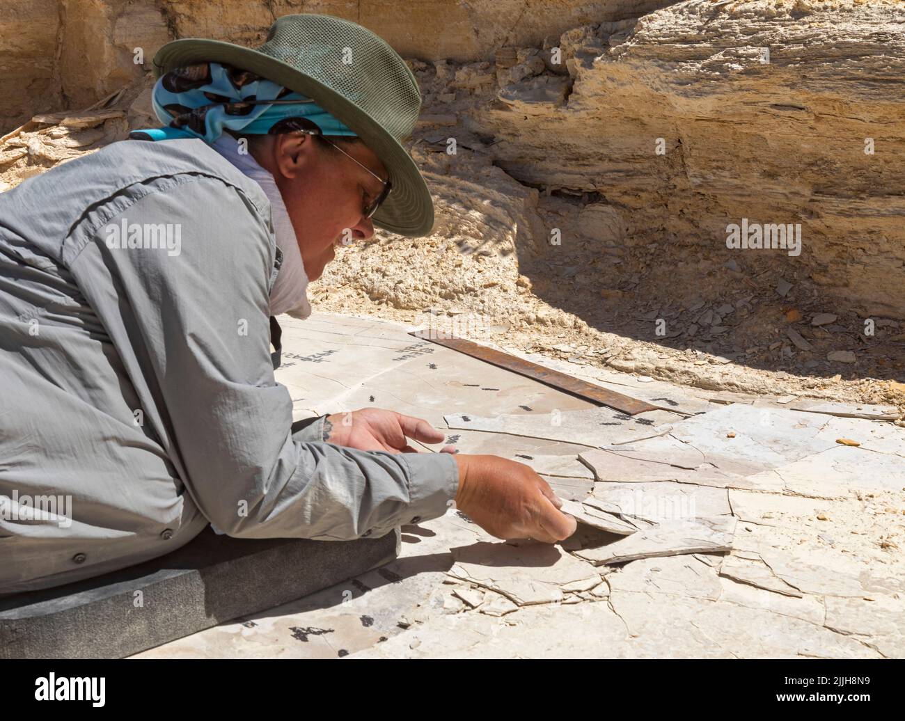 Kemmerer, Wyoming - Monumento Nacional Fossil Butte. Dawn Allen-Carlson, paleontólogo del Servicio de Parques, cuidadosamente excava fósiles en una pequeña cantera. Foto de stock