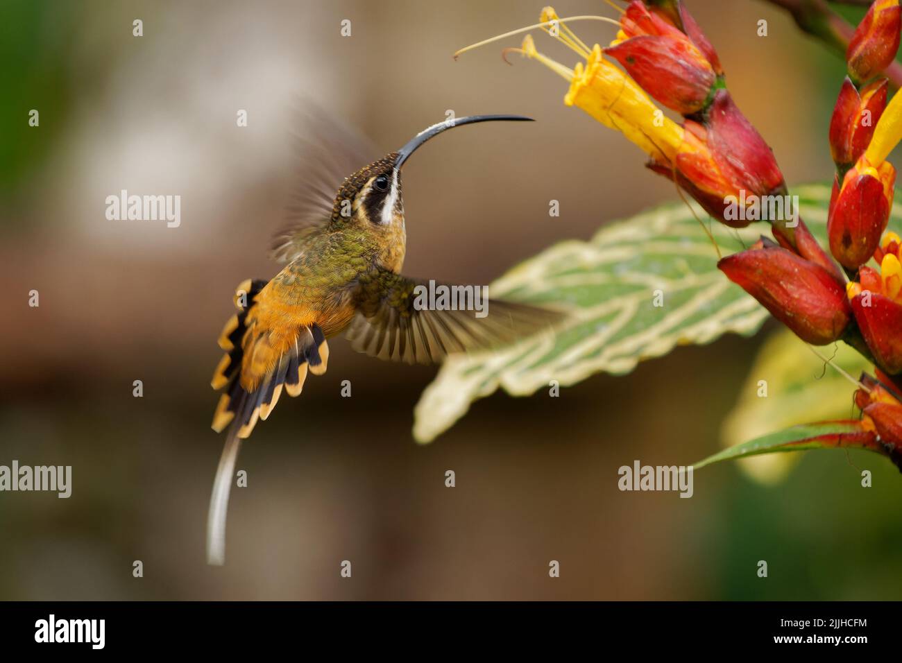 Flores polinizadoras de ermitaño (Phaethornis syrmatophorus) en Ecuador. Minúsculo, hermoso y lindo colibrí naranja volando junto a un rojo y un y. Foto de stock