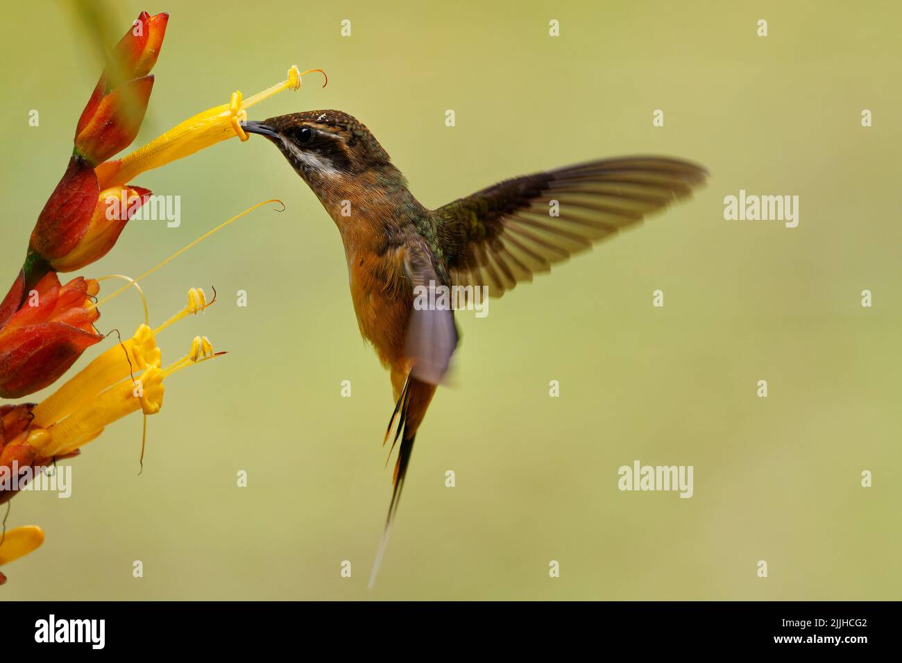 Flores polinizadoras de ermitaño (Phaethornis syrmatophorus) en Ecuador. Minúsculo, hermoso y lindo colibrí naranja volando junto a un rojo y un y. Foto de stock