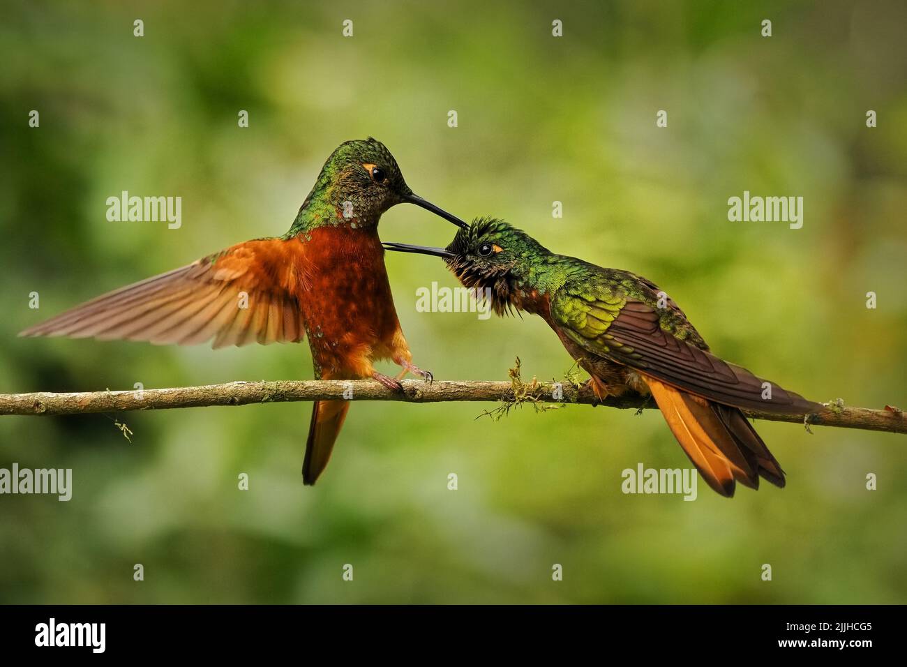 Coronet de castaño (Boissonneaua matthewsii), hermoso colibrí verde y rojo. Dos colibríes pequeños luchando en una rama con fondo verde Foto de stock