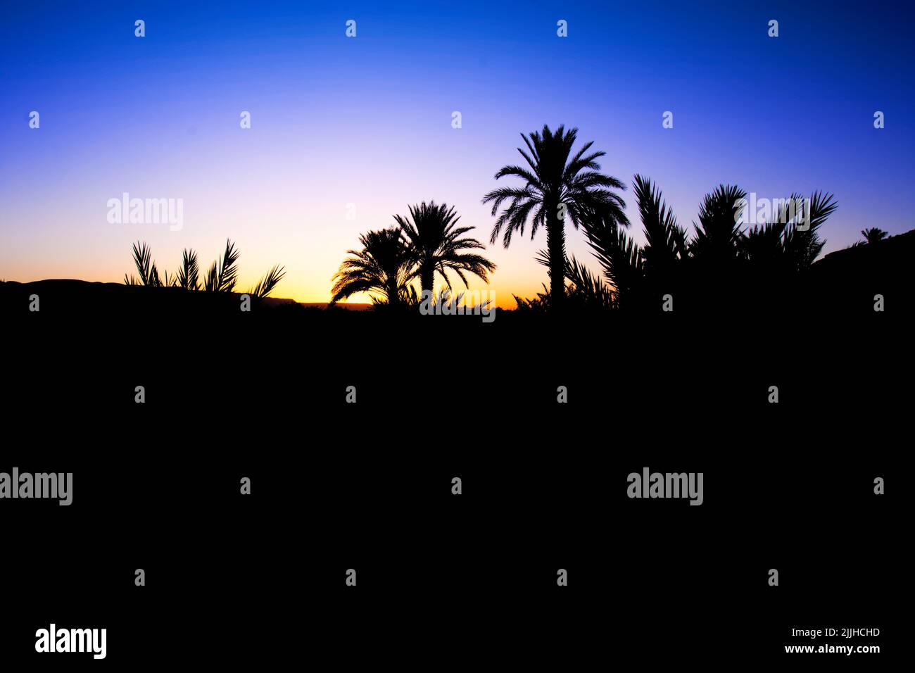 Hermosa puesta de sol detrás del desierto del Sahara. Azul, amarillo y naranja cielo en el fondo, siluetas de palmeras en el primer plano, típico sahariano Foto de stock