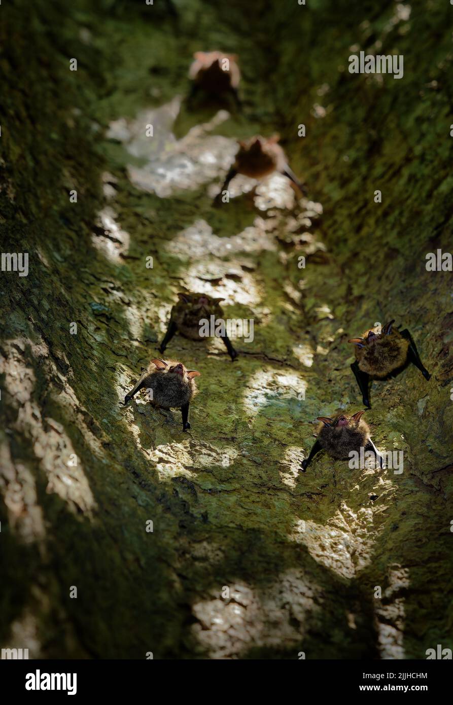 Gran colonia de murciélagos alados en saco (Saccopteryx bilineata) sentada en el tronco del árbol. Murciélagos tropicales capturados desde abajo en Costa Rica y Ecuador. Foto de stock