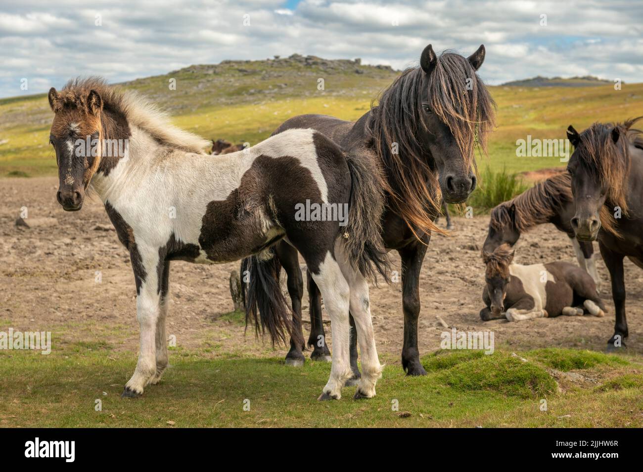 El pony de Dartmoor es una raza que es nativa de las Islas Británicas