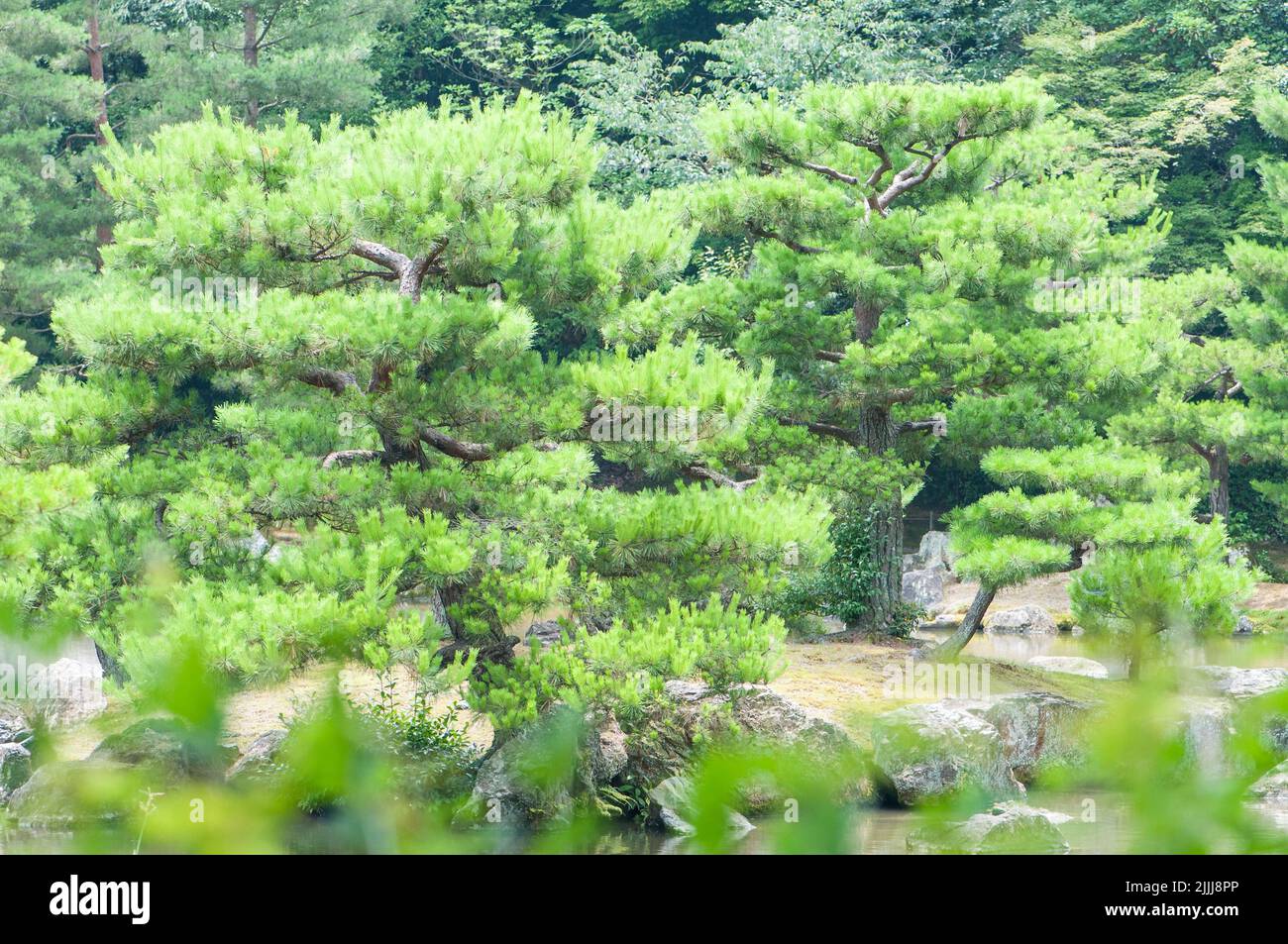 Jardín japonés. Foto de stock