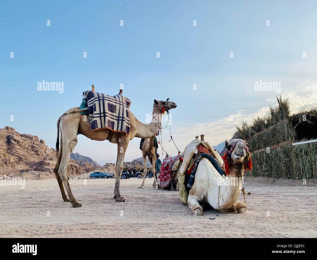 un gorp de camellos sentados y de pie listos para montar bajo el cielo azul Foto de stock