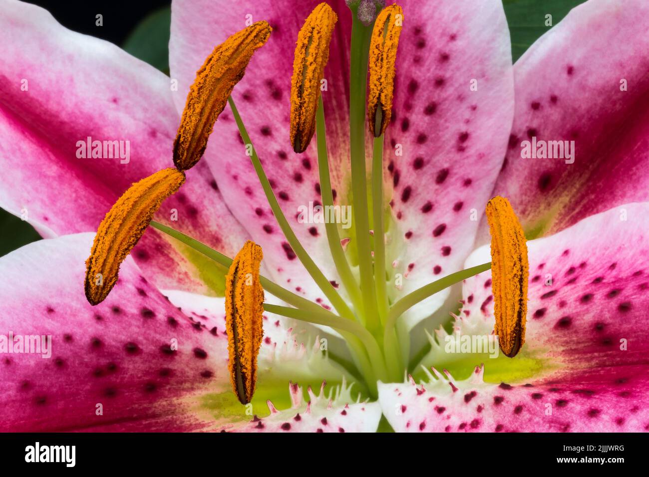Lirio asiático perfumado fotografías e imágenes de alta resolución - Alamy