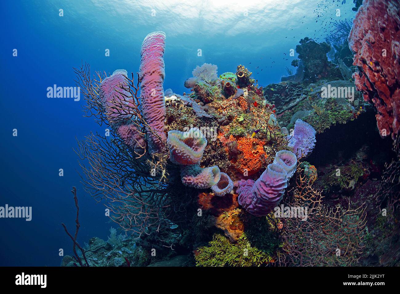 Jarrón Azure Sponge (Callyspongia plicifera), arrecife de coral caribeño en Roatán, Islas de la Bahía, Honduras, Caribe Foto de stock