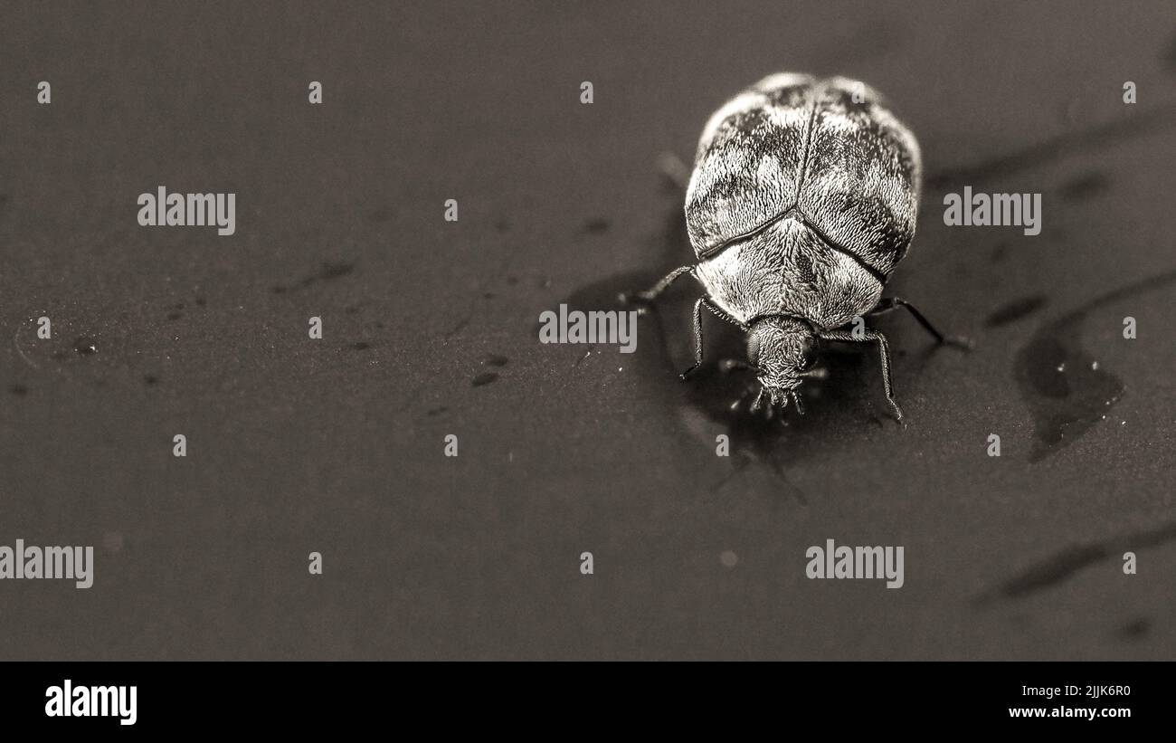 Un pequeño escarabajo de alfombra variado en el suelo Foto de stock