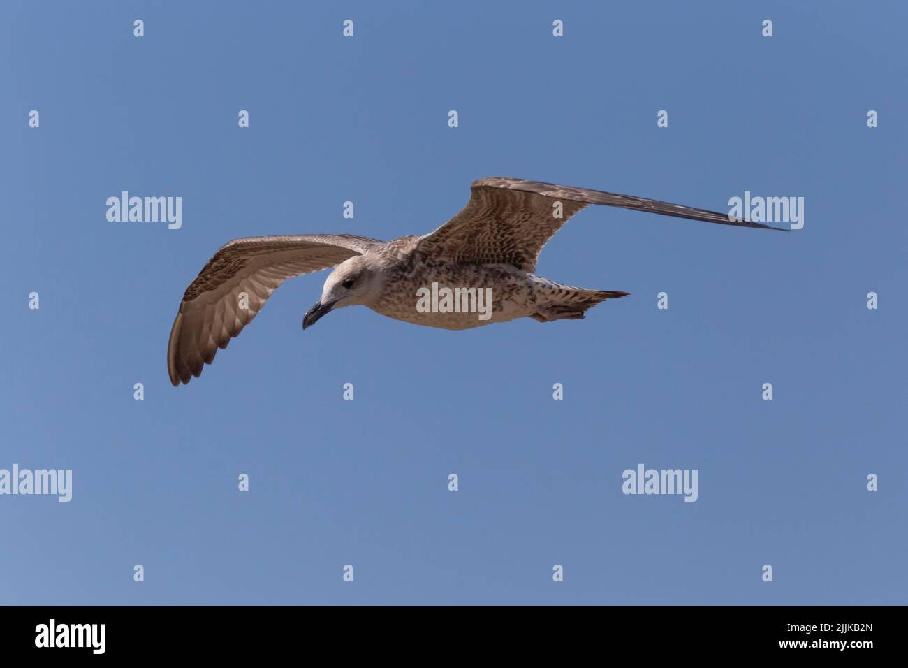 primer plano de una gran gaviota con fondo negro volando en un cielo azul Foto de stock