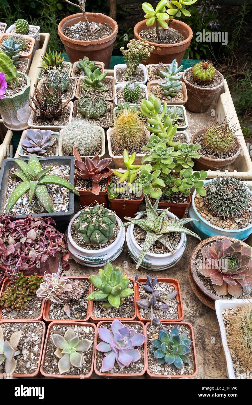 Cactus y otras plantas verdes en macetas pequeñas en tienda de jardín. Los cactus se venden en la tienda. Plantas para casa. Foto de stock