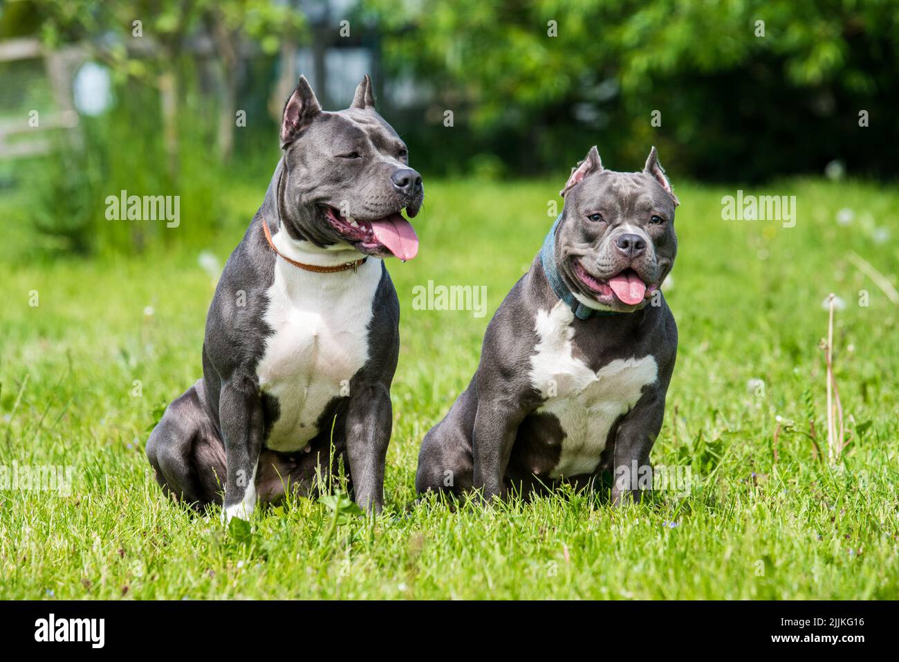Blue brindle bulldog fotografías e imágenes de alta resolución - Alamy