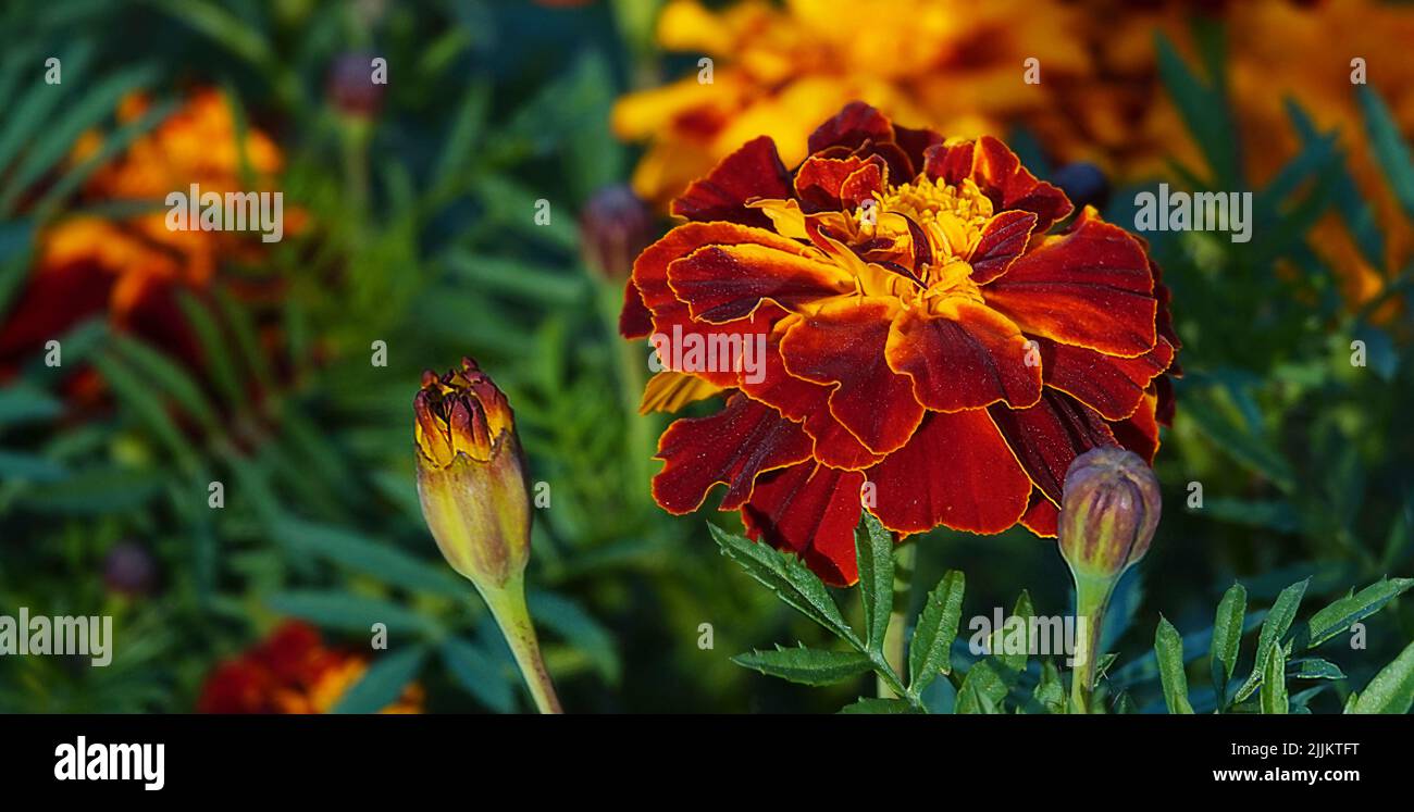 Especies de flores amarillas de asteraceae fotografías e imágenes de