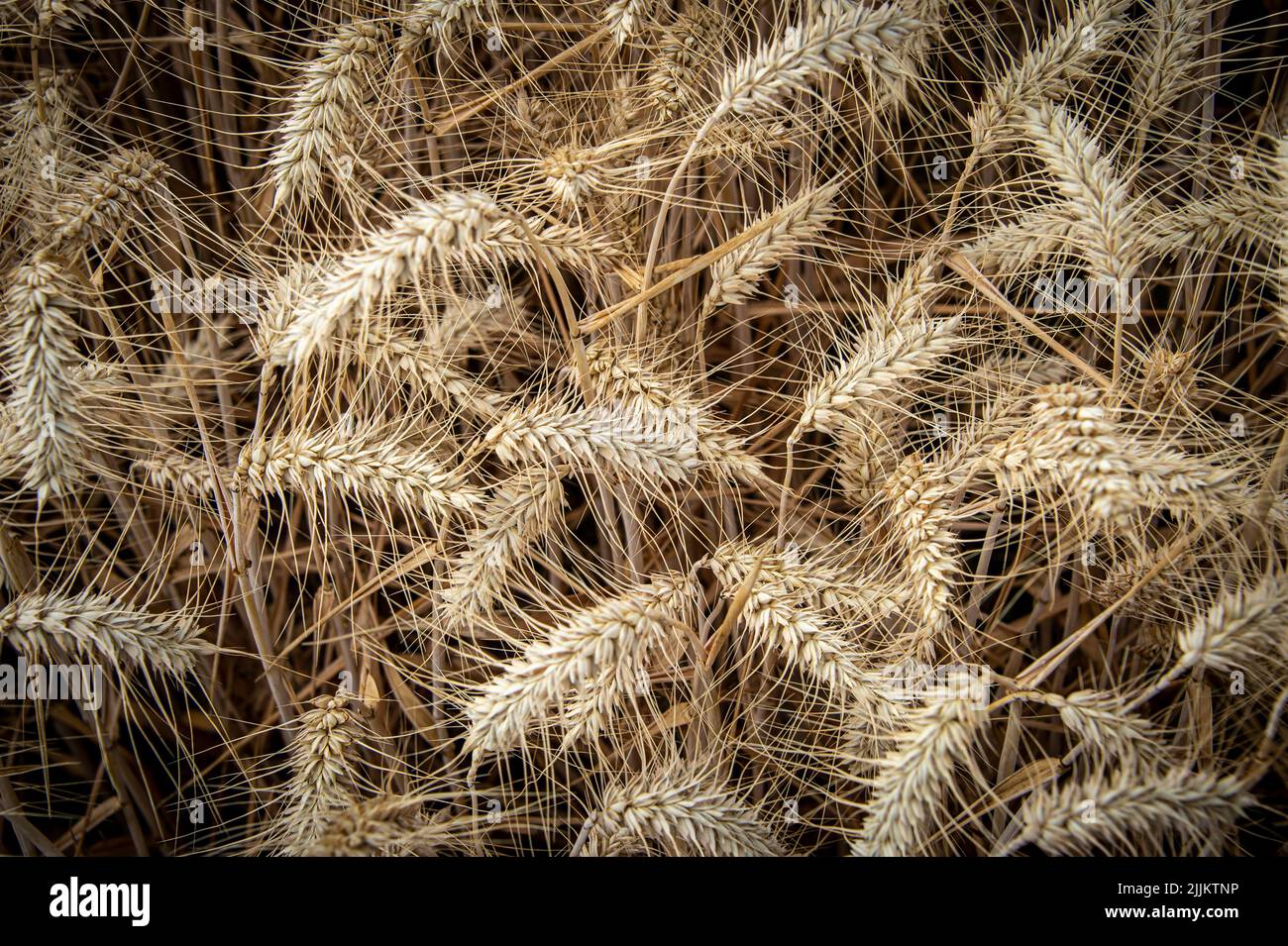 Primer plano de trigo dorado en un campo Foto de stock