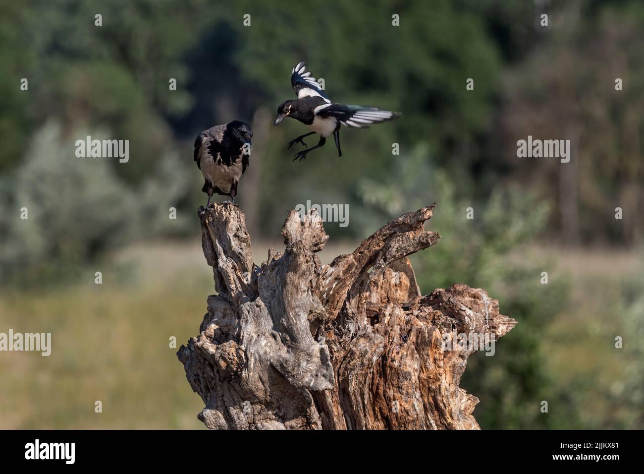 Magpie (Pica pica) y Cuervo con capucha (Corvus corone cornix). Rumania Foto de stock