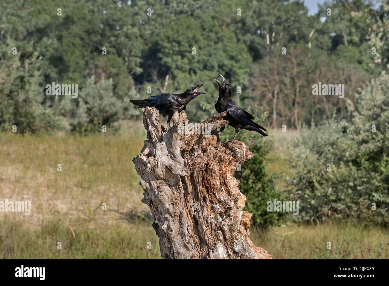 Corvus corax, Ravens. Rumania Foto de stock