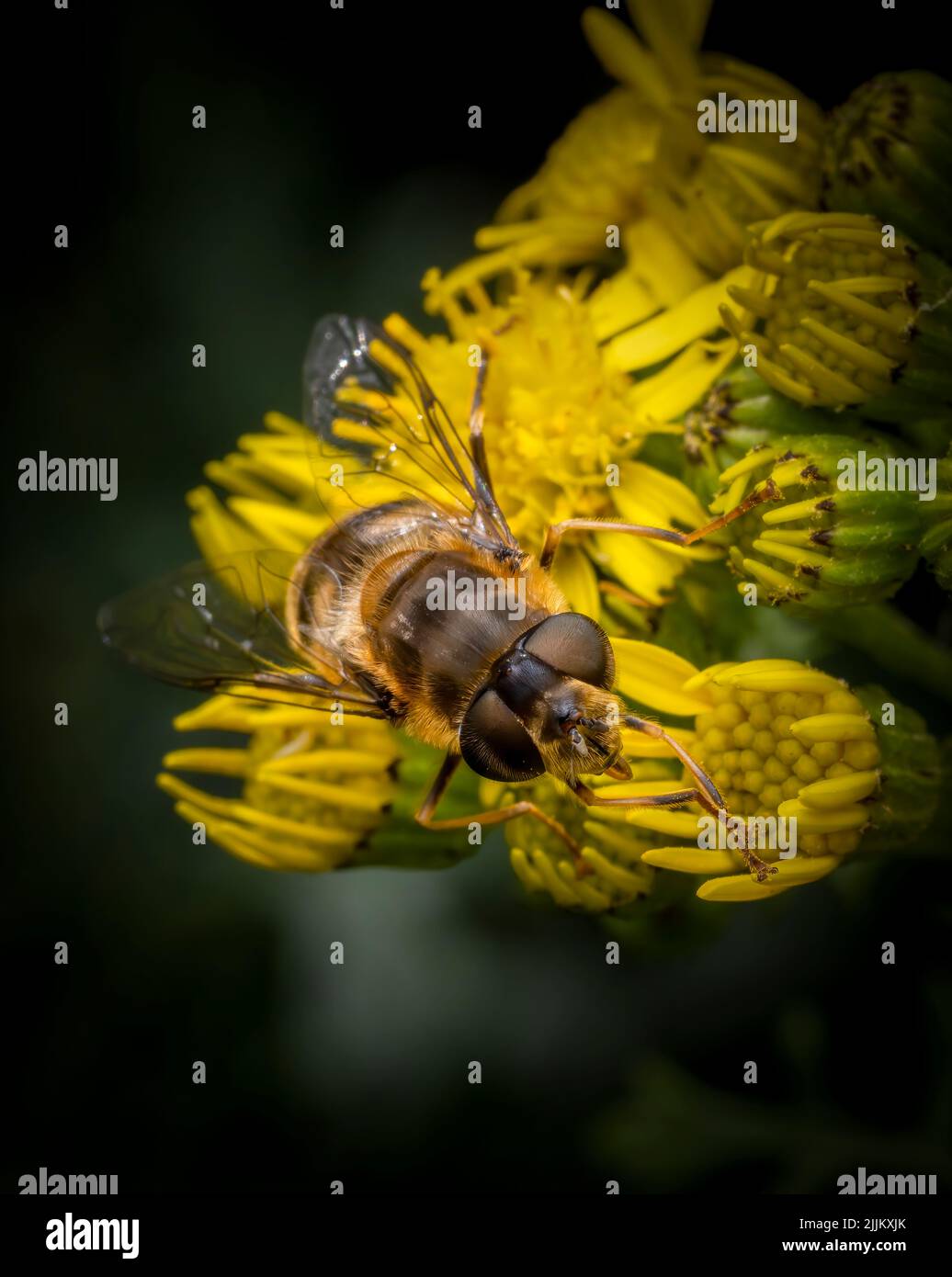Una bonita, y completamente inofensiva, amarilla y negra rayas Hover-fly, alimentándose de una flor de ragwort Foto de stock