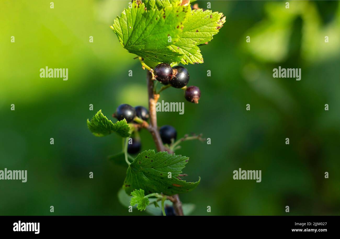 Bayas de grosella negra maduras en una rama de un arbusto . Fondo borroso Foto de stock