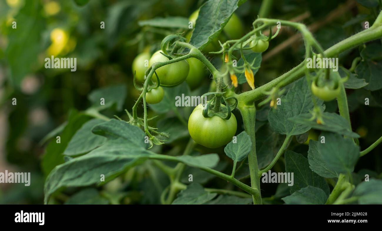 Los tomates verdes maduran en una rama de un invernadero Foto de stock