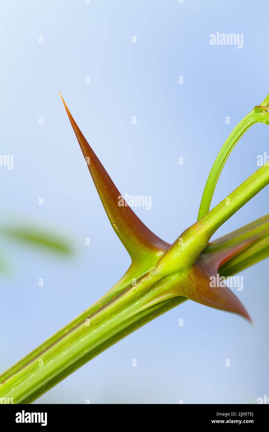 Sharp Punted Thorn de una planta joven de acacia, New Forest UK Foto de stock