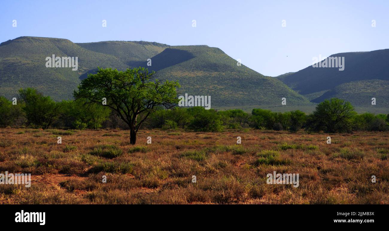 Una hermosa vista de un árbol con montañas en el fondo Foto de stock