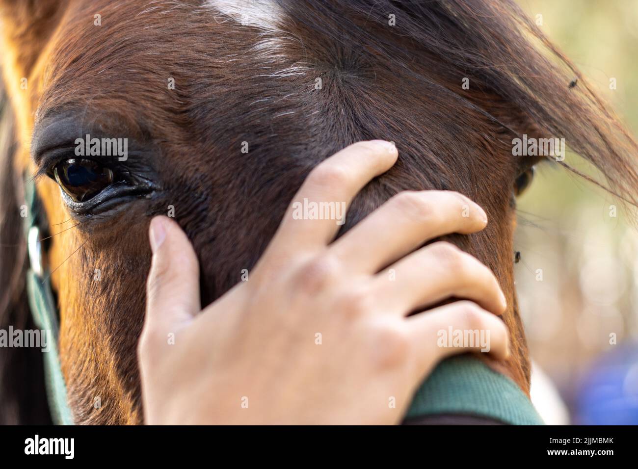 Primer plano de una mano humana tocando la cabeza de un caballo marrón Foto de stock