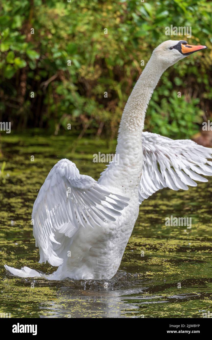 Cisne mudo adulto estirando sus alas en medio de las malas hierbas en un canal. Foto de stock