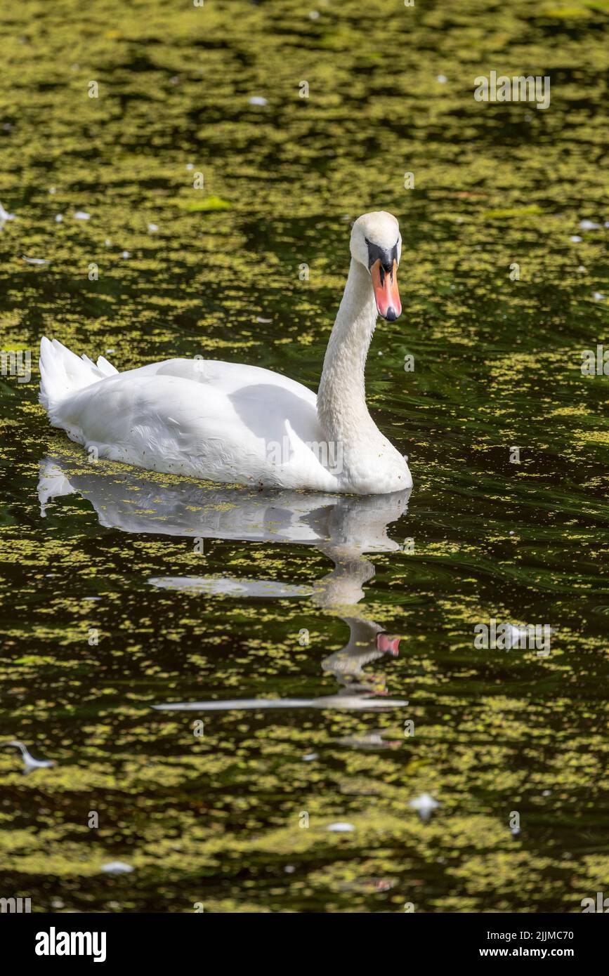 Cisne mudo adulto en medio de las malas hierbas en un canal. Foto de stock
