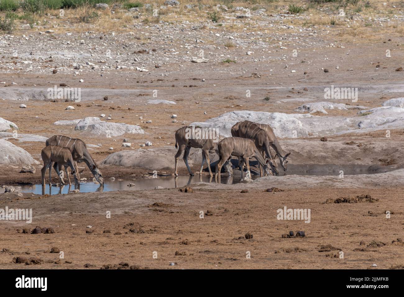 Kudu femenino grande, Tragelaphus strepsiceros bebiendo en un pozo de agua en el Parque Nacional Khaudum, Namibia Foto de stock