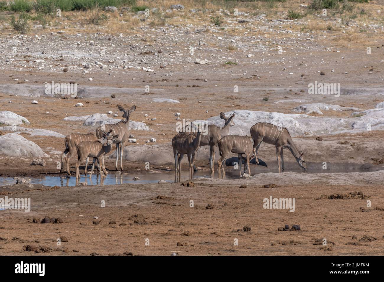 Kudu femenino grande, Tragelaphus strepsiceros bebiendo en un pozo de agua en el Parque Nacional Khaudum, Namibia Foto de stock