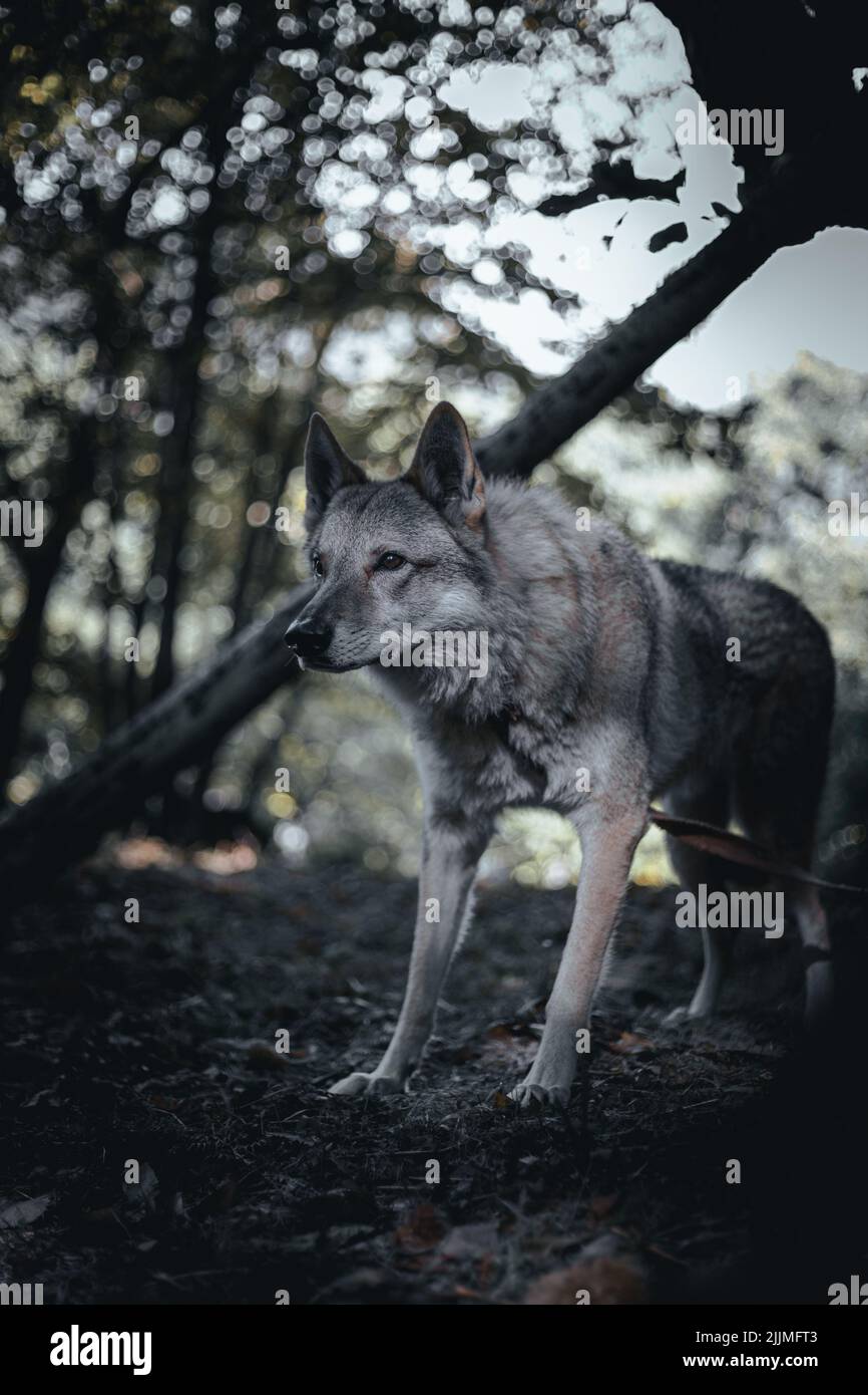 Un primer plano de un perro lobo en un bosque Foto de stock