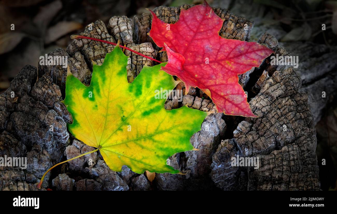 Caída de las hojas de arce caída en el suelo o el tocón del árbol Foto de stock