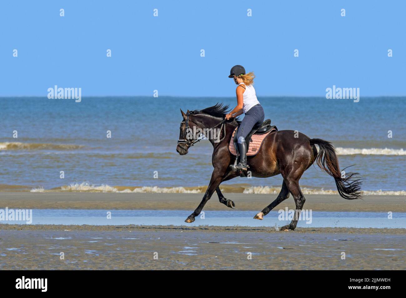 Caballo de caballo / jinete de mujer en galopando a caballo en la playa a lo largo de la costa del Mar del Norte en verano Foto de stock