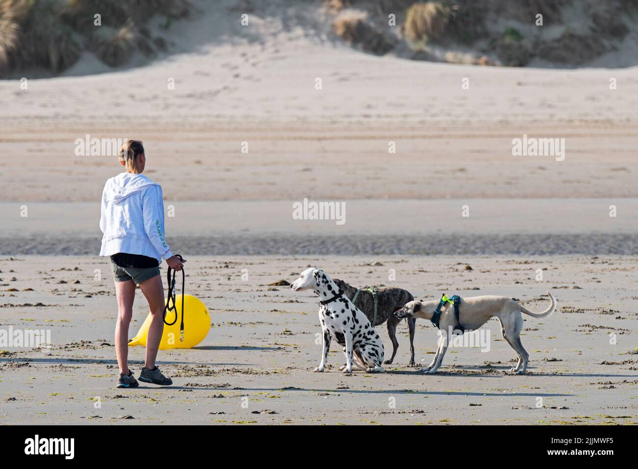 Dueña de perro que camina a lo largo de la costa con tres perros obedientes soltados / fuera de plomo en la playa de arena en verano Foto de stock