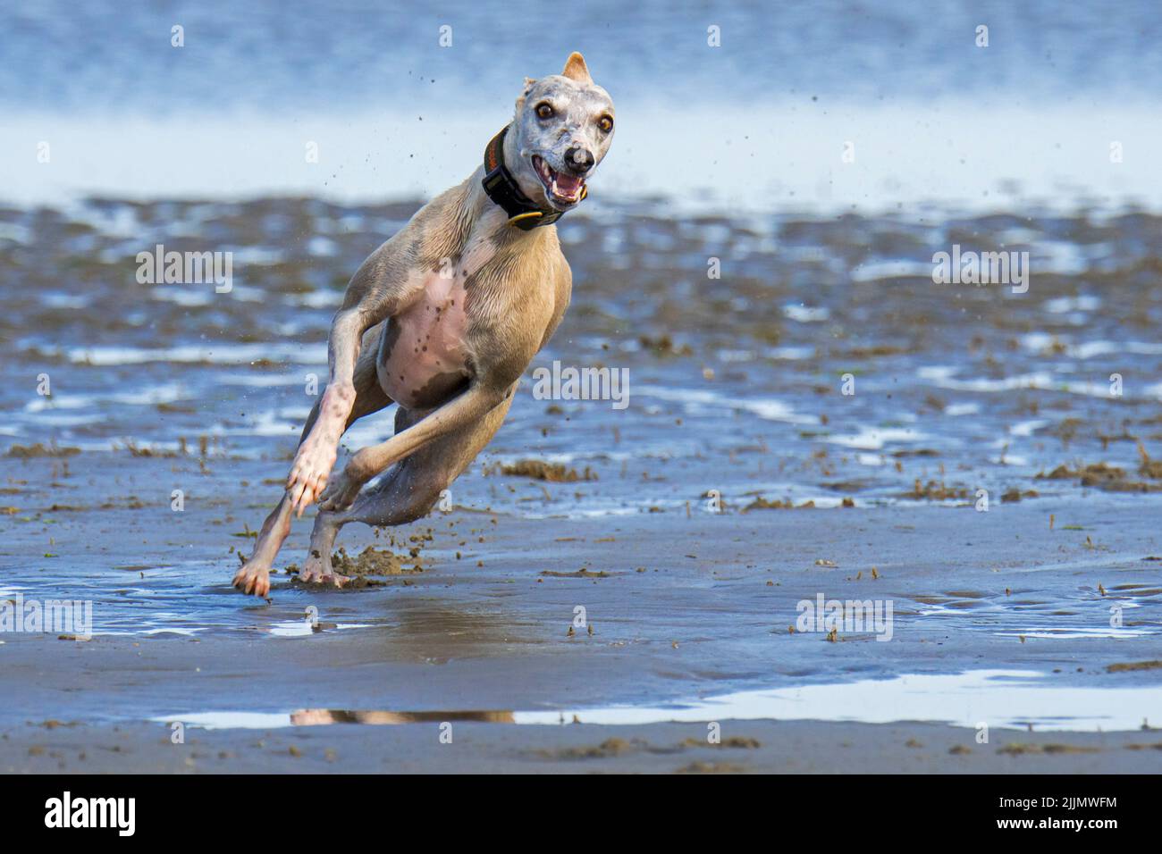 Avistamiento corriendo rápidamente en una playa arenosa a lo largo de la costa Foto de stock