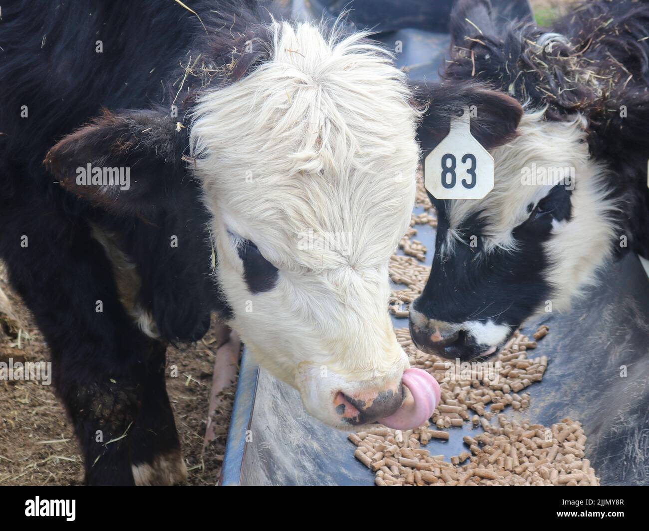 Primer plano de dos vacas negras y blancas comiendo y una recogiendo su nariz Foto de stock