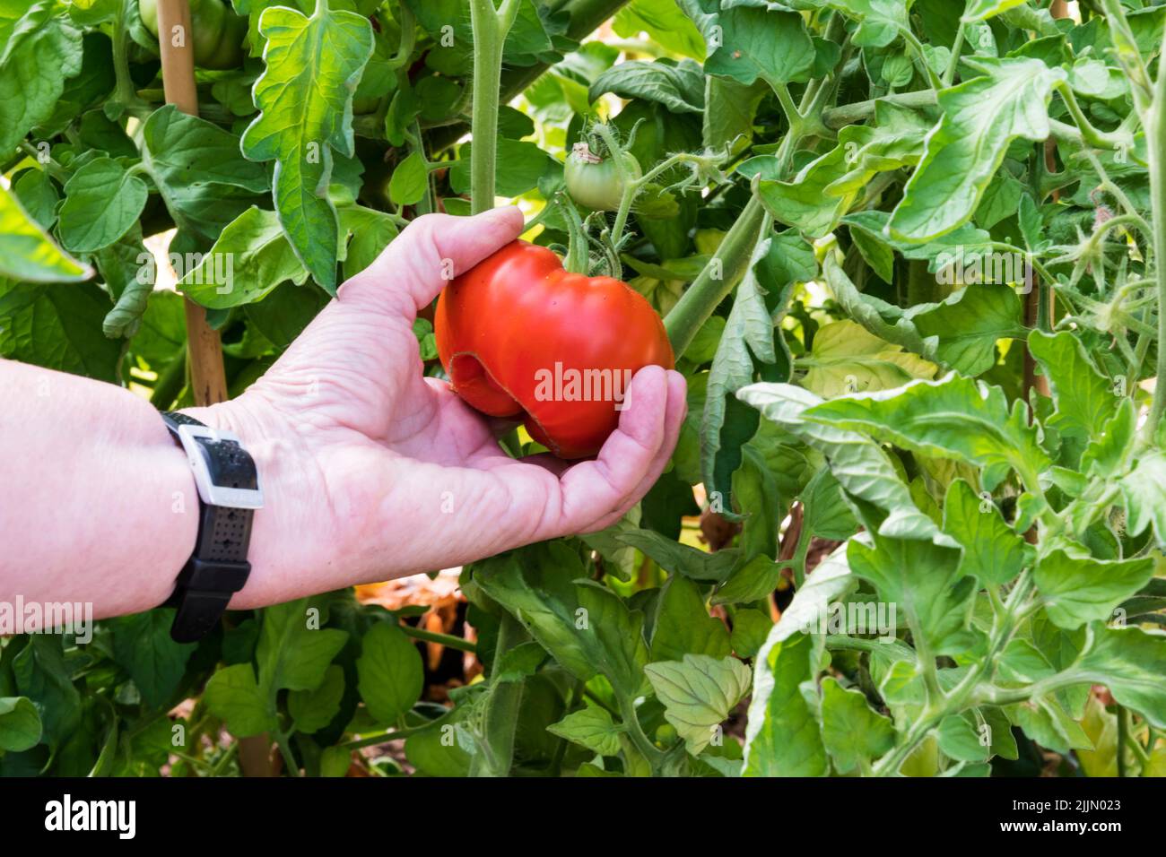 Mujer recogiendo tomate Marmande, Solanum lycopersicum, creciendo en su invernadero. Foto de stock