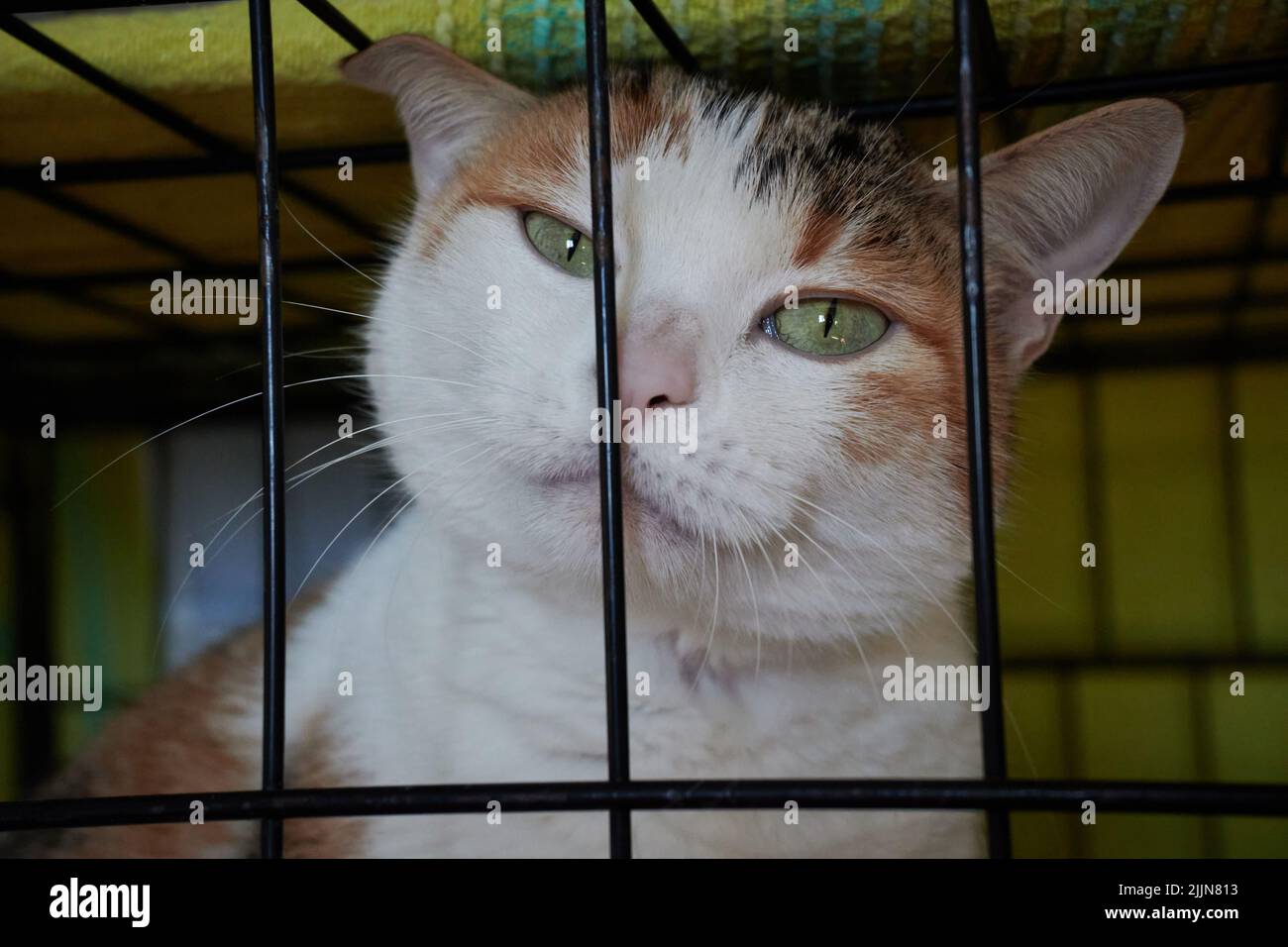 Un primer plano de un gato triste en una jaula Foto de stock