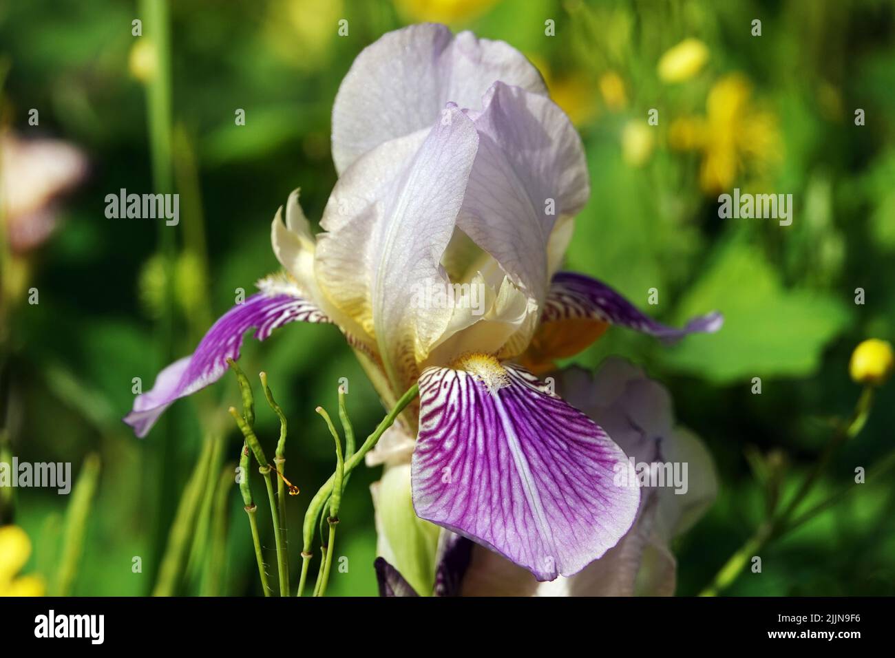 Flores de iris blanco y lila en flor primaveral Fotografía de stock - Alamy