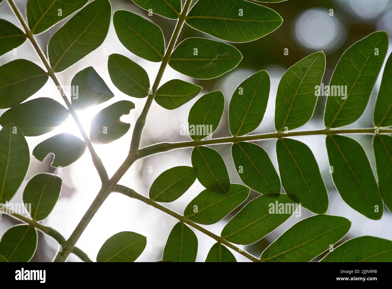 Las hojas verdes con la luz del sol Foto de stock