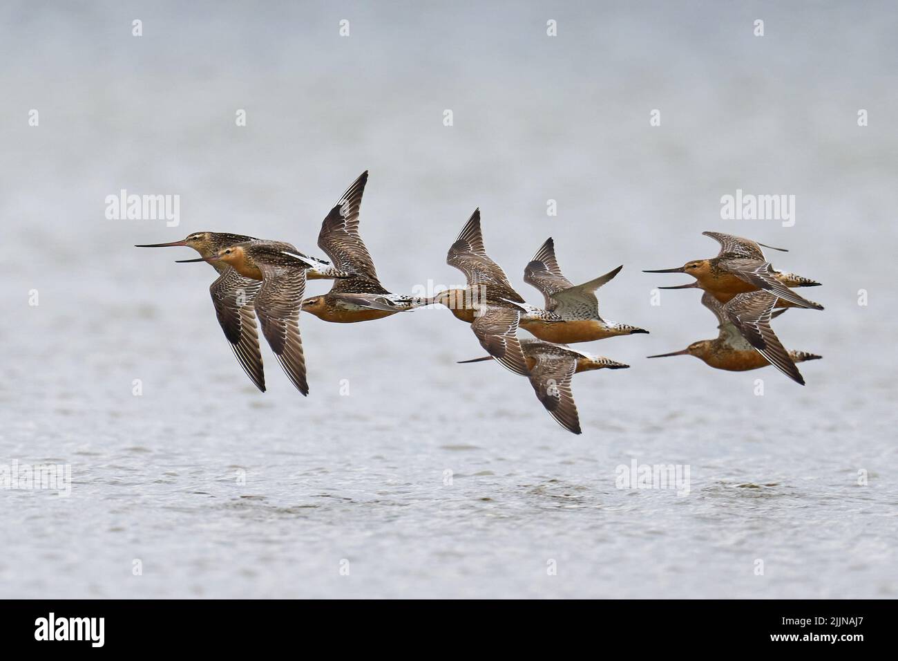 Godwits de cola de barra (Limosa lapponica) en vuelo Foto de stock