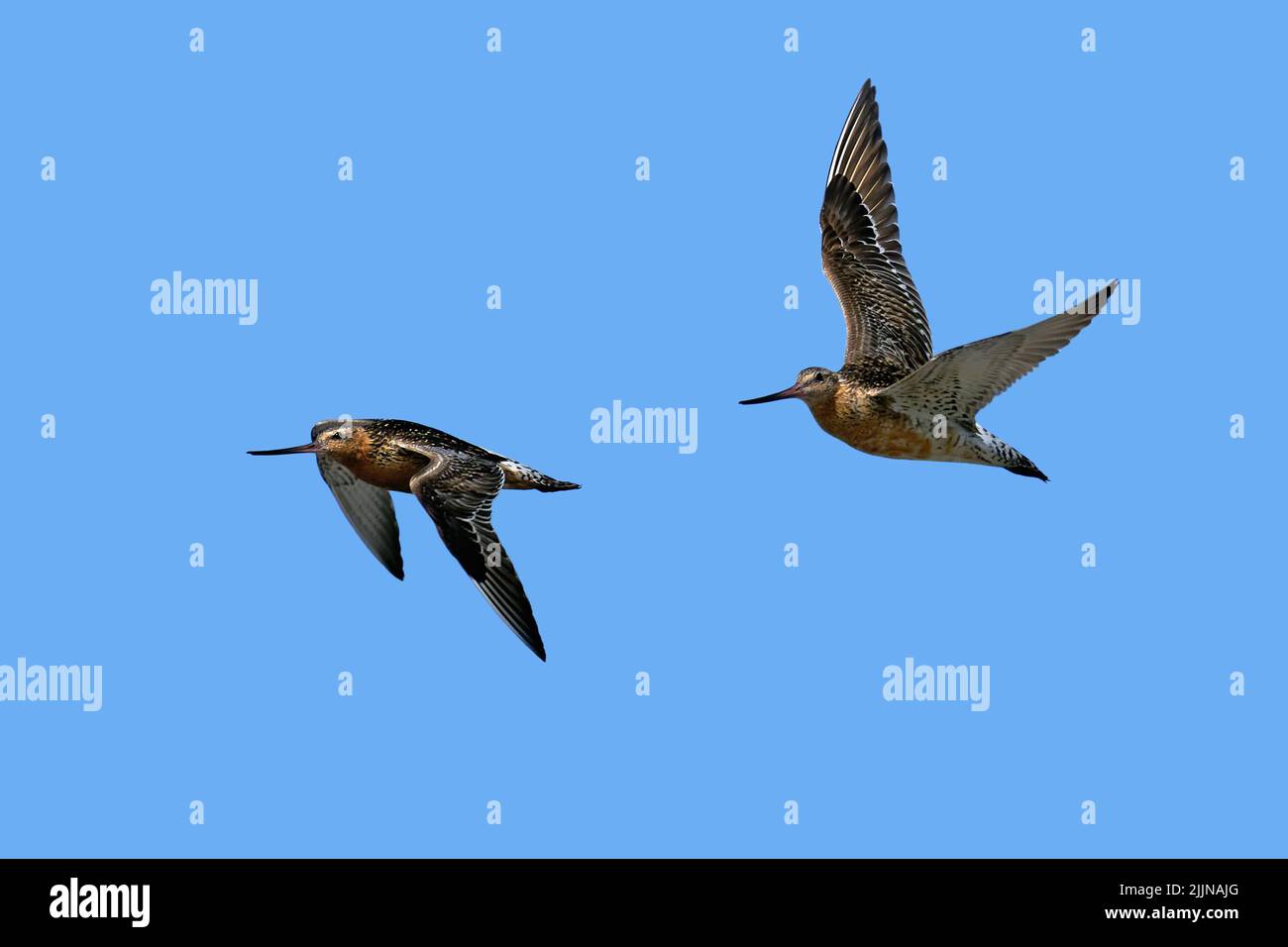 Godwits de cola de barra en vuelo en su entorno natural en Dinamarca Foto de stock