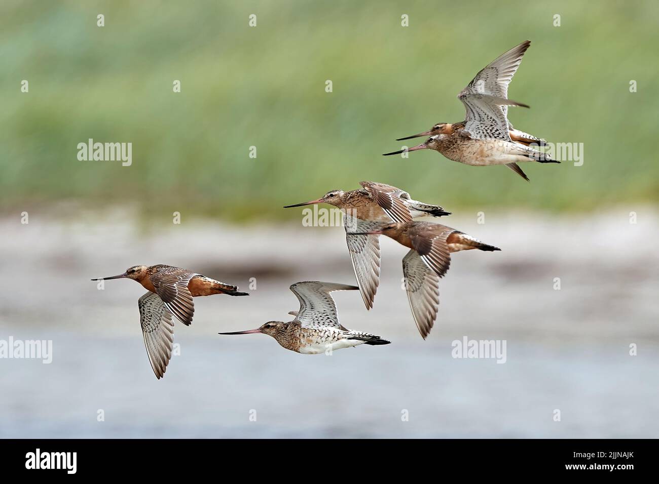 Godwits de cola de barra en vuelo en su entorno natural en Dinamarca Foto de stock
