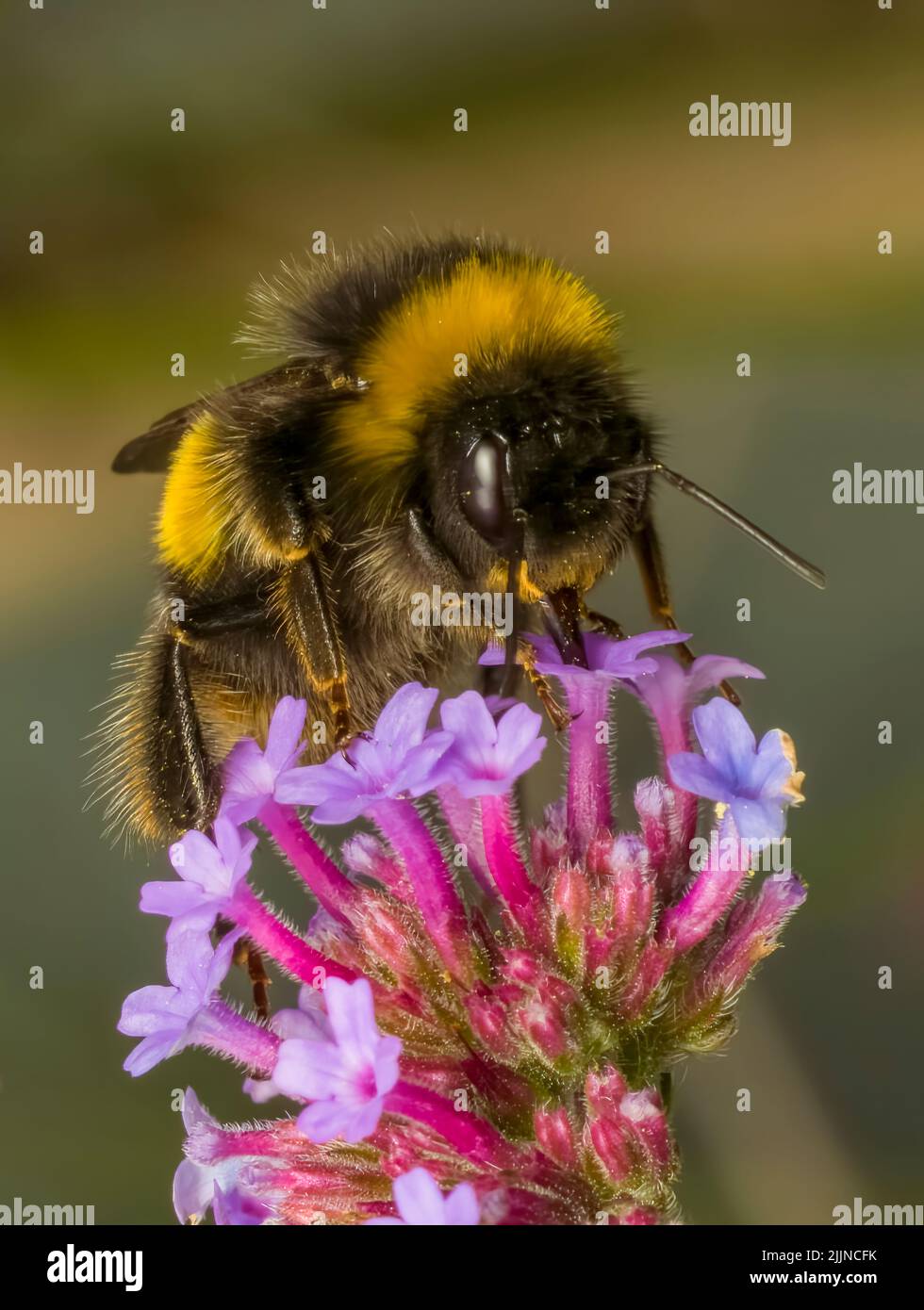 Una abeja de cola blanca pollenando una flor de Verbena púrpura Foto de stock