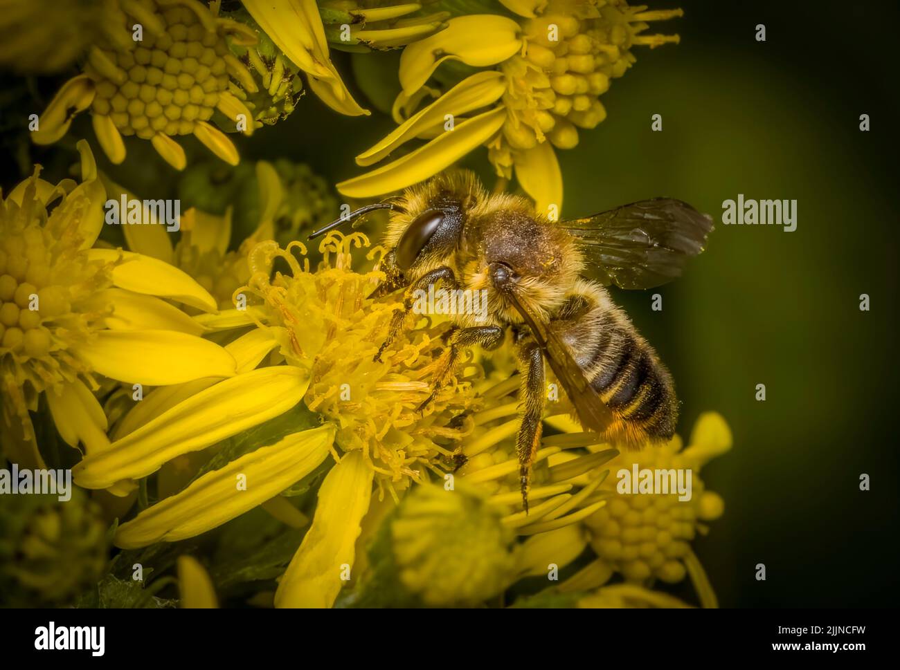Abeja melífera doméstica, (Apis mellifera), también deletreada abeja melífera, flores polinizadoras de una planta de ragwort Foto de stock